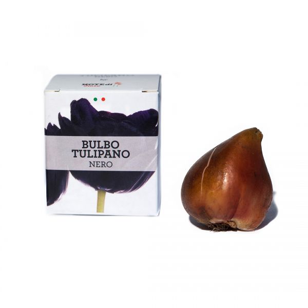Black tulip bulb