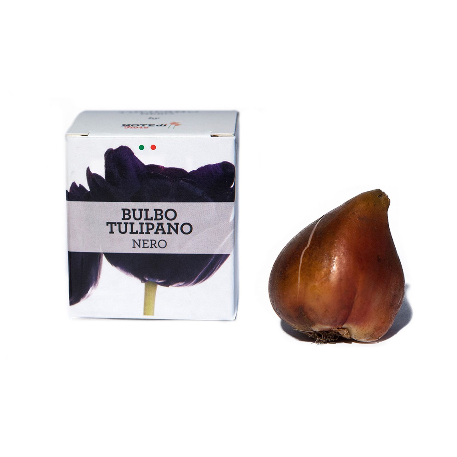 Bulbo di Tulipano Nero